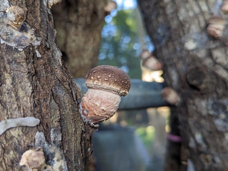 段木香菇子實體生長型態良好。