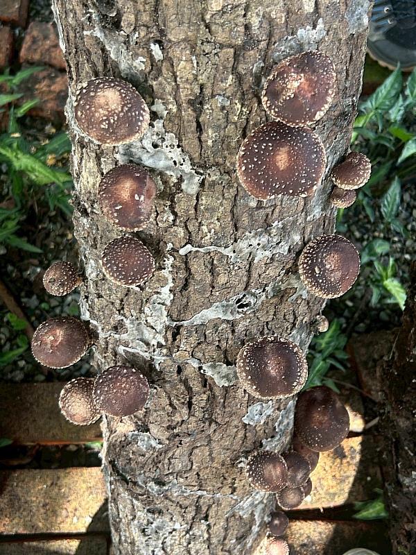 段木香菇發菇數量顯著提升。