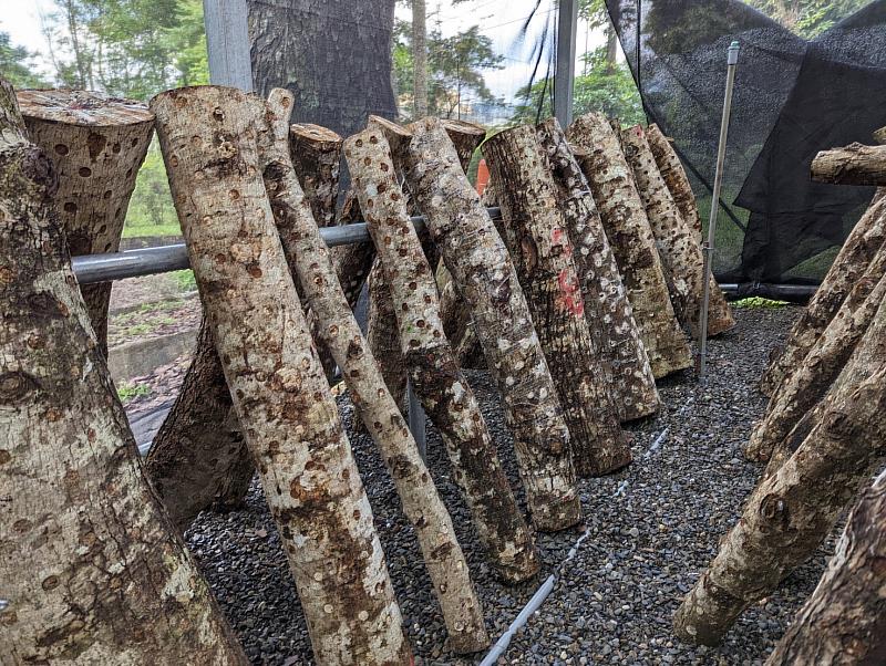 菇棚及段木設置情形。