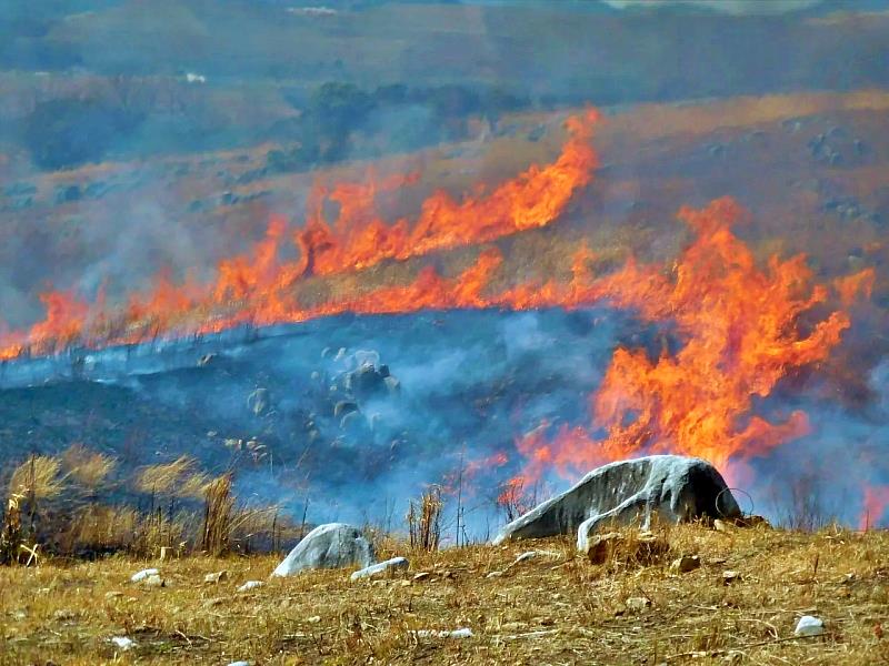 平尾台在每年2月下旬至3月上旬左右進行野燒後的，草木掩蓋的石灰岩顯露出來，可以一邊奔跑一邊眺望其他地方看不到的魄力十足的景色。