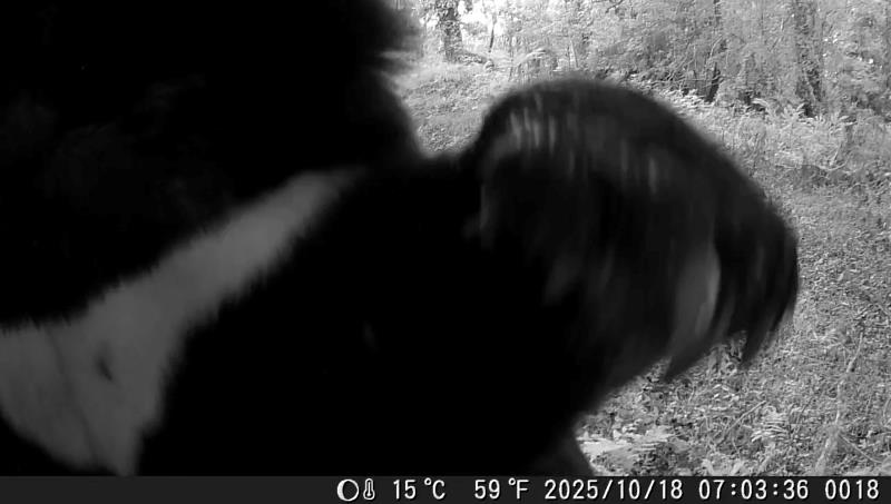 紅外線相機在特富野古道附近記錄到臺灣黑熊直立拍打相機，研判為年輕黑熊至該處尋找食物及水源。
