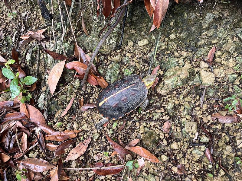 農友在果園裡拍攝到食蛇龜身影