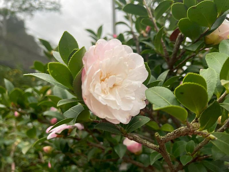 茶花於冬季盛開至明年2月28日。