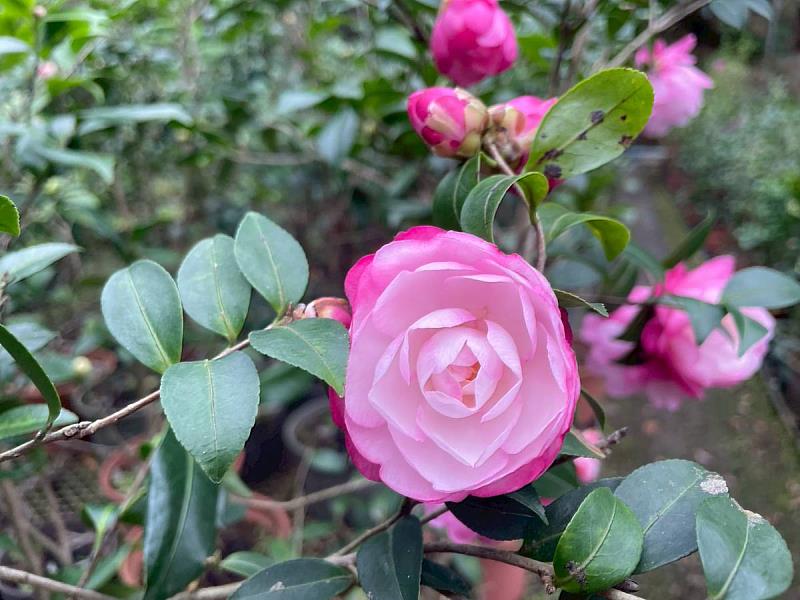 現場茶花盛開展現風姿綽約高貴優雅的魅力。