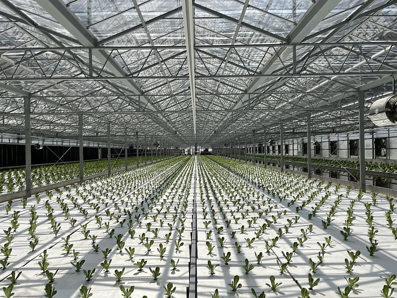 溫網室設施栽培,提升防雨及防災效能,提高品質及穩定產量。