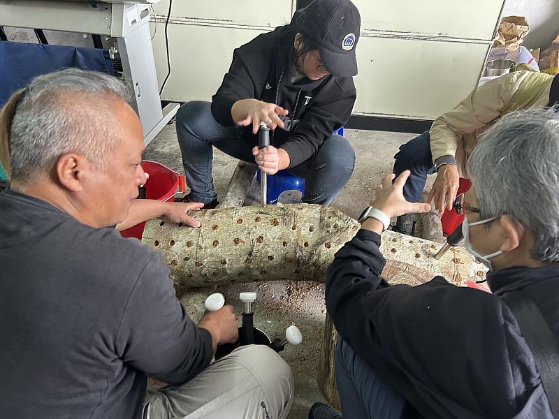 林下經濟向下扎根 段木香菇培植課程玉里登場 民眾熱情參與