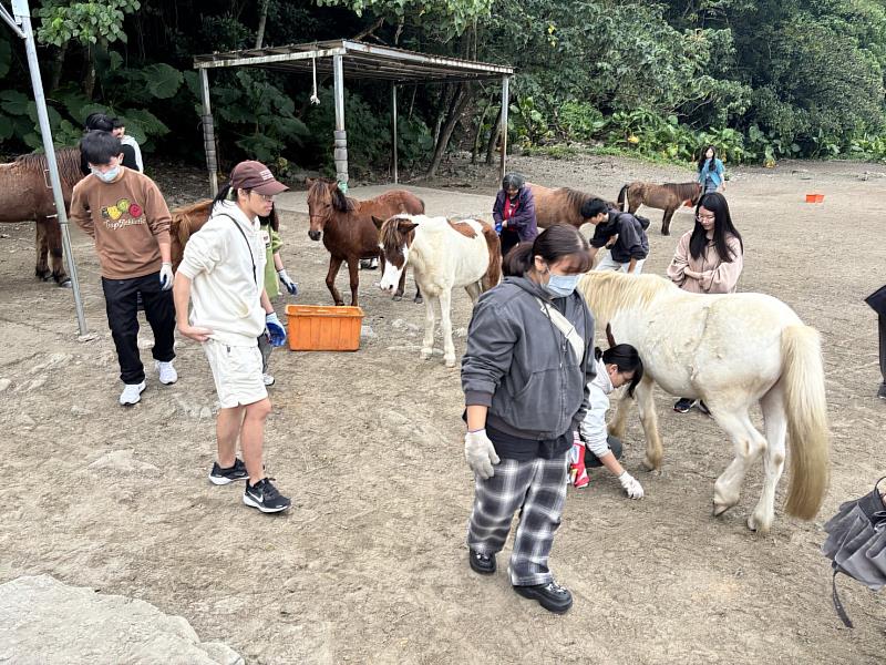 學生在馬匹環繞下整理馬場的場地。