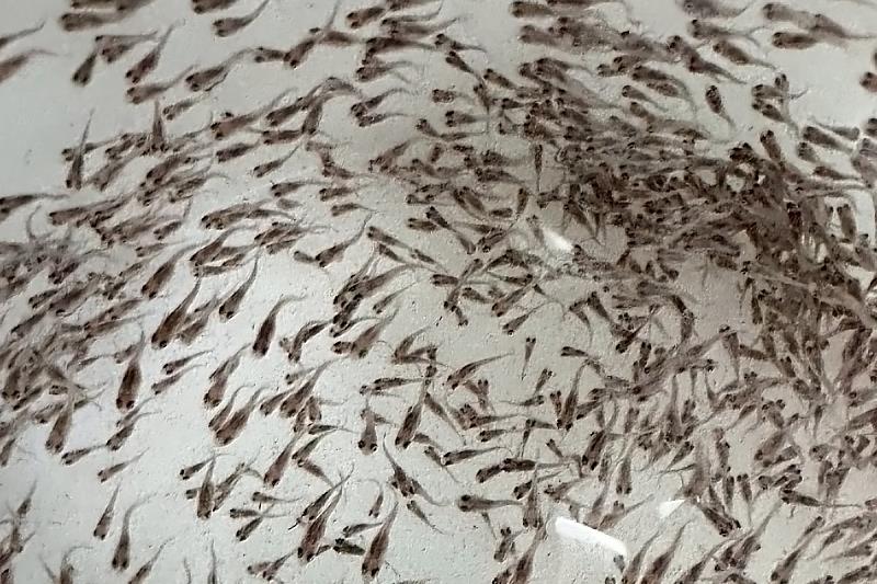 臺海大TABT團隊選育出的優質魚苗。