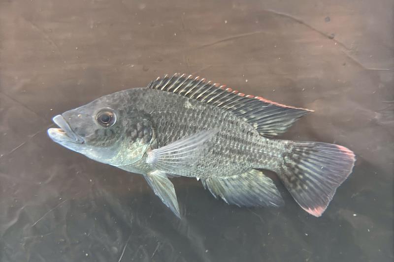 耐鹽品系在全海水養殖馴化後存活率高達90%。