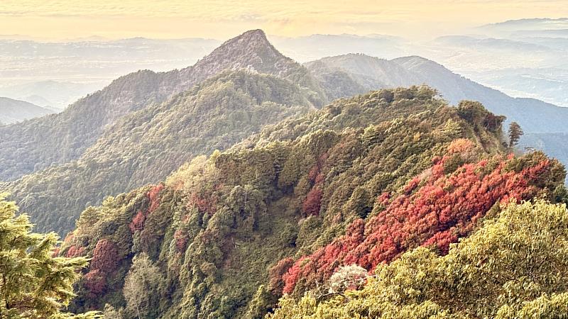 楓紅與晚霞。吳耀琪攝