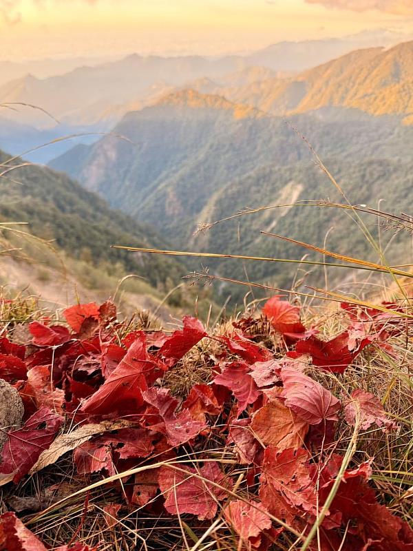 紅葉地毯映山景。