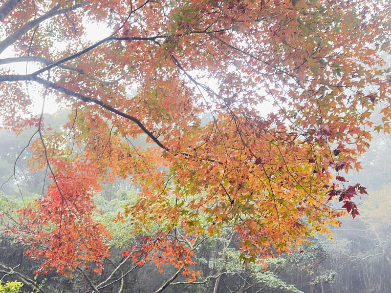 朦朧中的絢麗楓紅。宋源琦攝