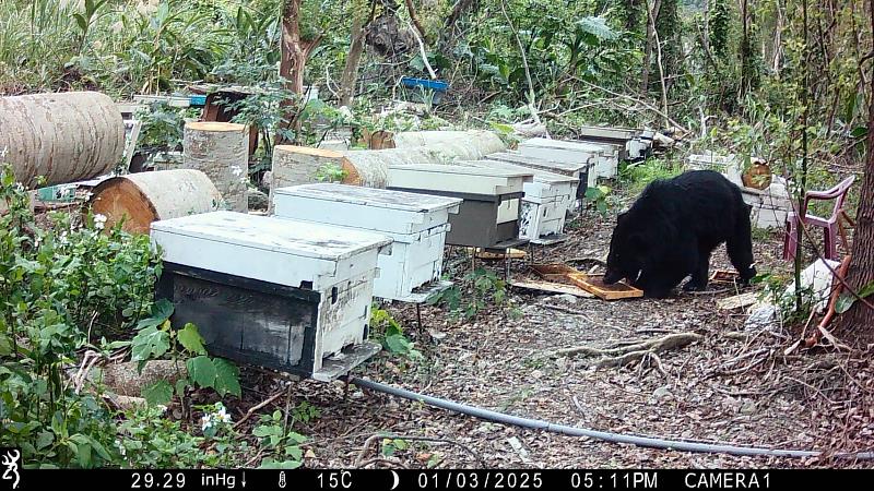 《黑熊忍不住偷吃的蜂蜜》林保署推友善蜂農故事禮盒
