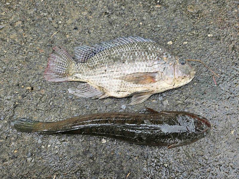 活動主要捕獲的外來魚種為吳郭魚、泰國鱧等
