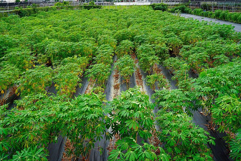 跨國研究團隊改良的木薯在興大進行田間試驗。