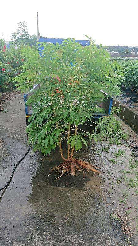 跨國研究團隊改良的木薯在興大進行田間試驗。