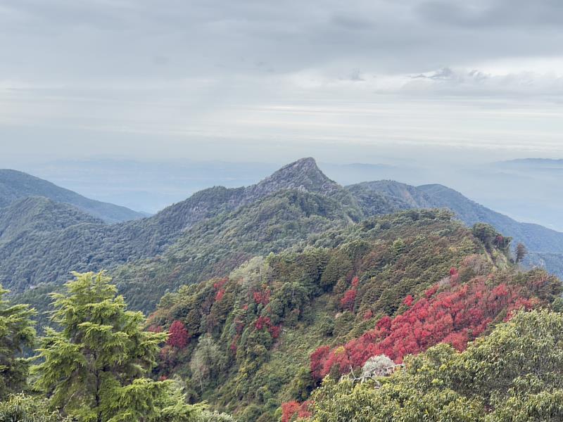 鳶嘴稍來山國家步道楓紅滿山。