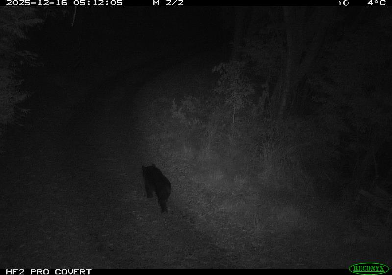 黑熊現身佳陽產業道路 林業保育署臺中分署加強宣導防範人熊衝突