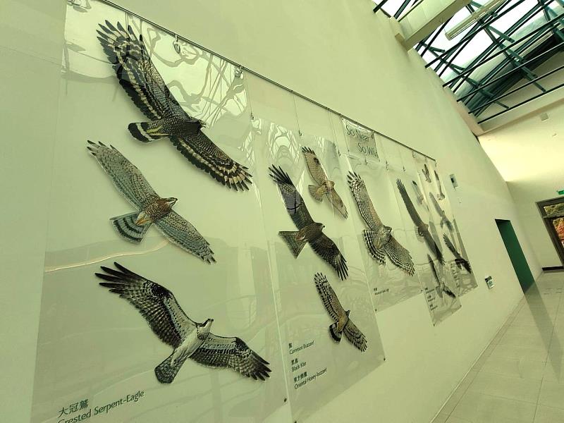 巨幅掛軸在大雪山國家森林遊樂區遊客中心的挑高空間及自然光襯托之下，讓展翅的猛禽更顯壯闊美麗。