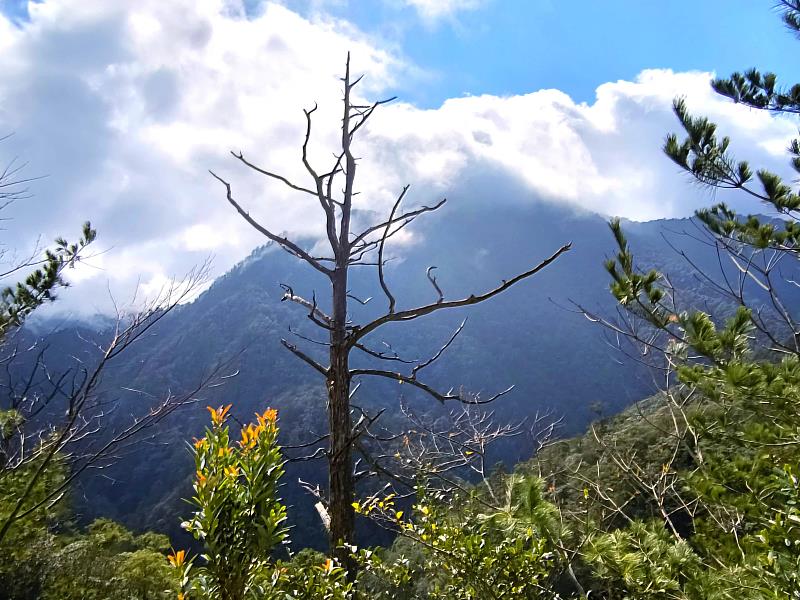 綿延不斷的山林一景