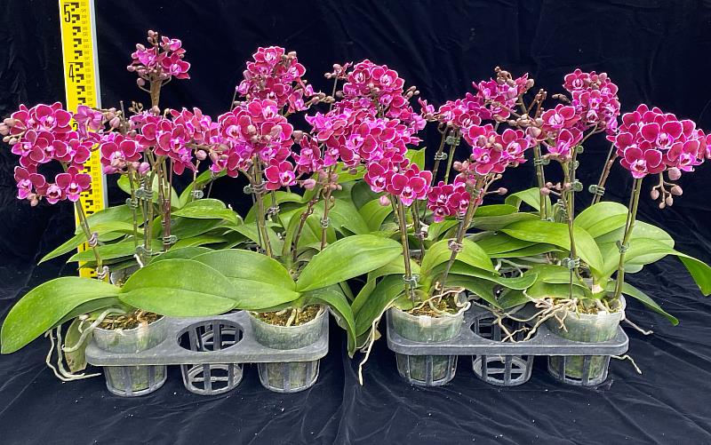 今（114）年公告核准品種權之品種「蝴蝶蘭花蓮2號－黑天使」，是由花蓮區農業改良場育成。
