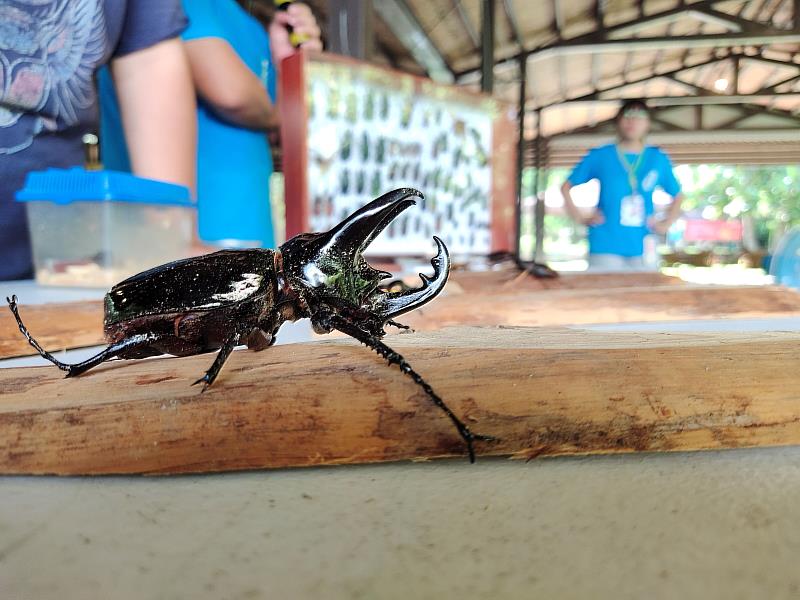近距離觀察甲蟲課程
