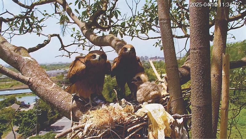 架設於巢邊的自動相機，觀察記錄老鷹一家三口的作息。（圖片提供：屏科大鳥類生態研究室）