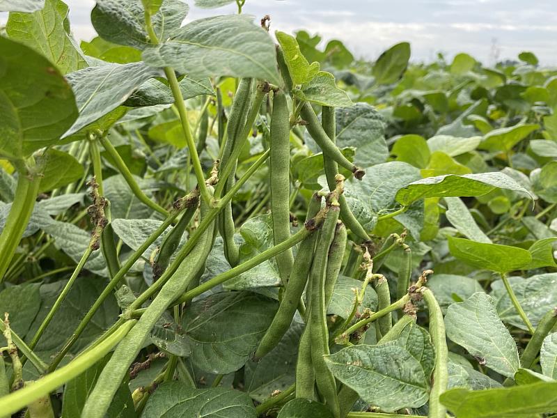 老鷹紅豆契作面積從最初的25公頃，2025年擴大至230公頃。（圖片提供：屏科大鳥類生態研究室）