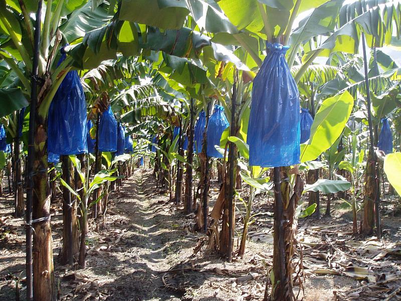 果樹加強防寒措施。