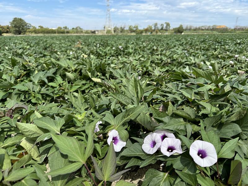 115年轉作休耕申報開跑！ 請農友務必於2/6前申報