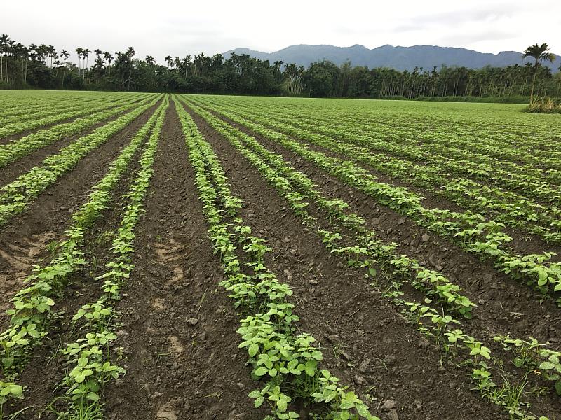 農糧署致力提升國產雜糧供應量能，圖為國產大豆。