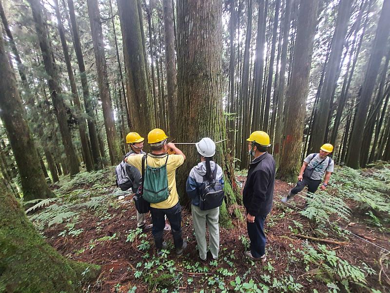 林業保育署嘉義分署提供大阿里山地區部分林班地，讓嘉大學生將教室移到大自然，實際參與體驗森林經營現場工作。