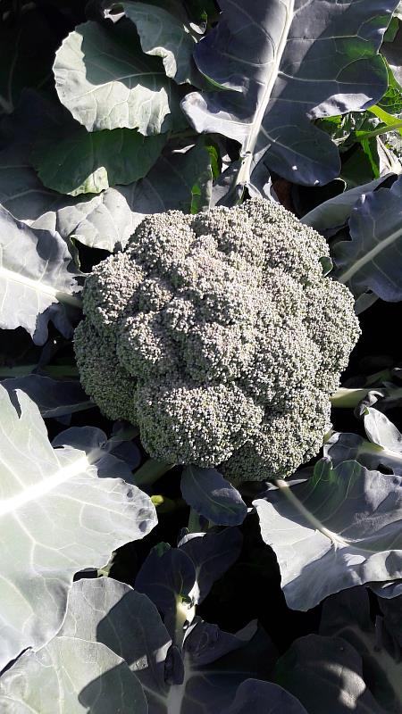 青花菜產銷波動係氣候致短期集中採收 非政策造成衝擊