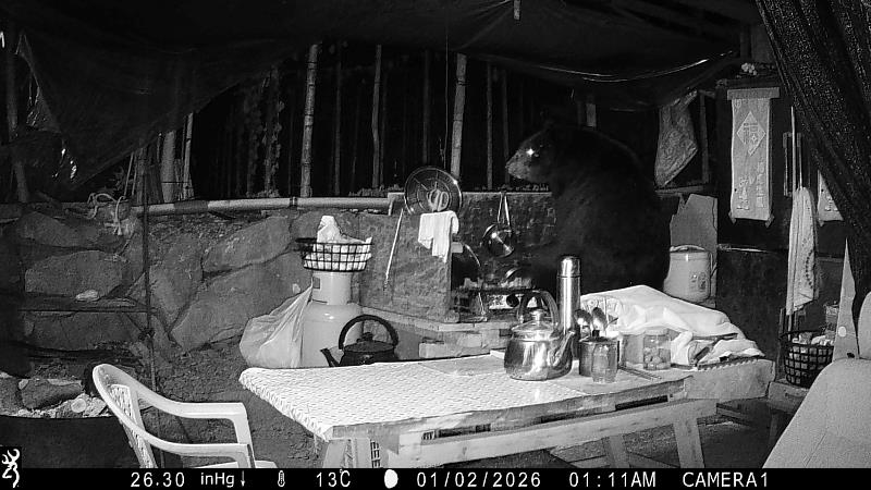 阿里山工寮黑熊4度光臨 嘉義分署攜手達邦部落合作驅熊