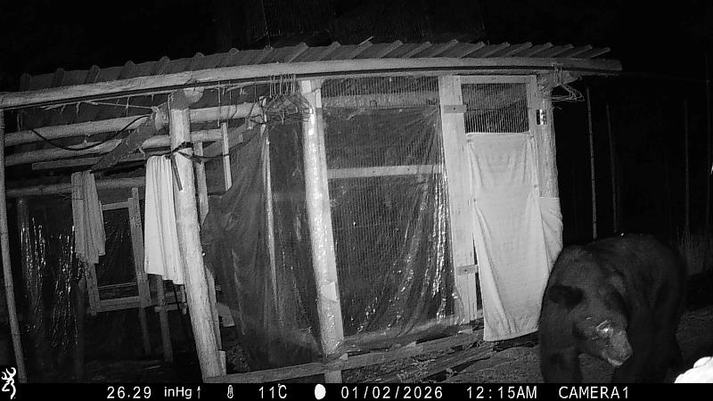 依據紅外線影像發現黑熊頭部有打鬥傷痕，研判身形為成年黑熊。