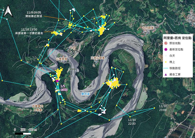 114年11月起，阿里曼・西肯頻繁出沒於山里部落，白天隱匿於周邊森林，夜間伺機到養禽場覓食。