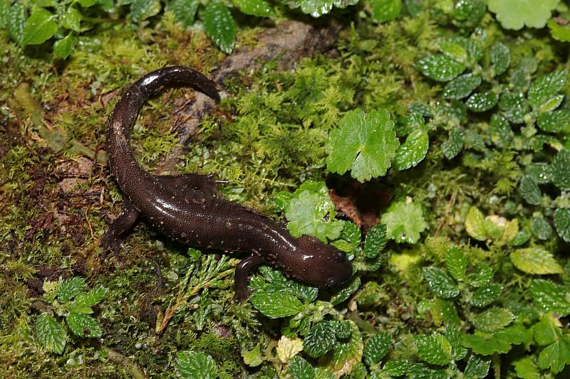 阿里山山椒魚為二級保育類動物，為林業保育署嘉義分署、玉管處及台大實驗林三方共同關注的物種之一。