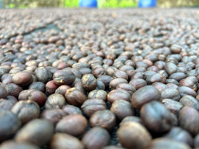 咖啡鮮果日曬發酵約2-6週後果實轉為深褐色。