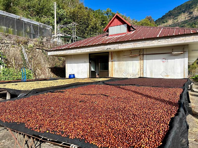 鮮果採收後以日曬或水洗處理為國內常見後製方法。