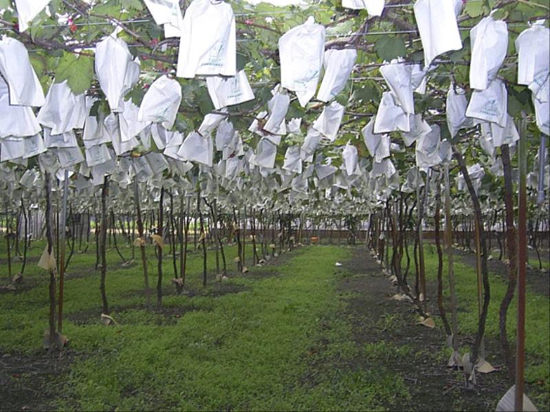 果樹加強防寒。