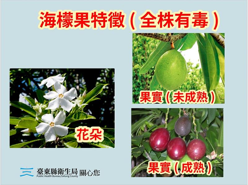 海檬果似芒果、百香果 果實含劇毒 臺東縣衛生局籲民眾勿誤食