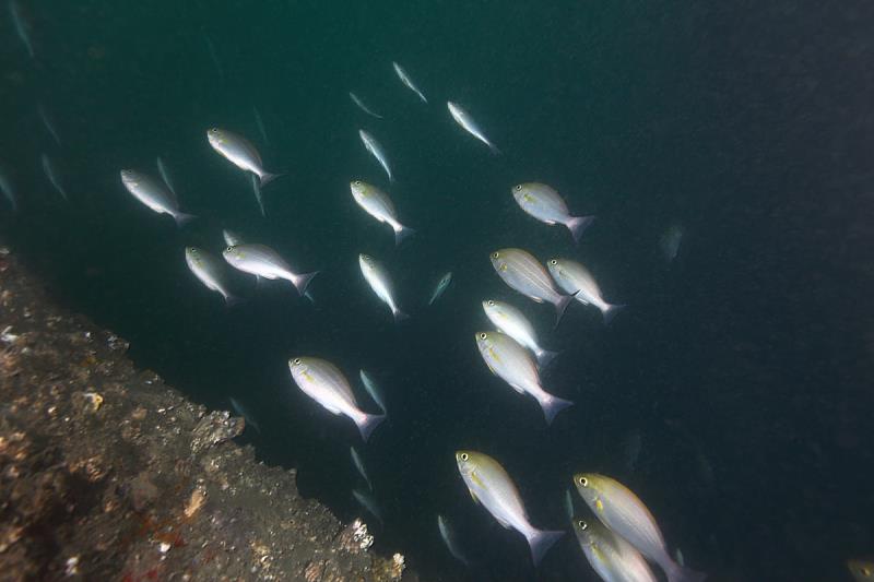 高經濟價值的岩礁棲性魚類聚集於風機基座。圖為三線雞魚。(李淳銘攝)