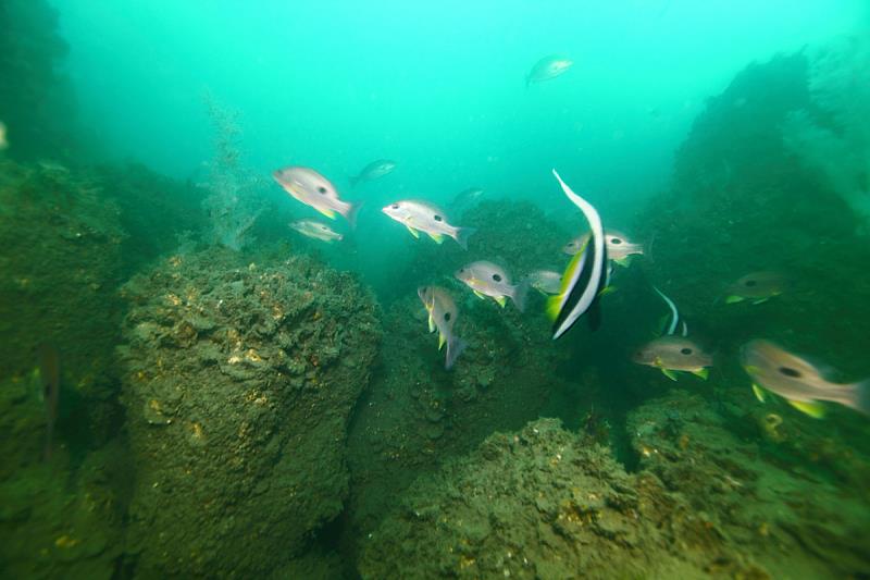 風場可見許多幼魚或亞成魚。圖為單斑笛鯛與馬夫魚。（李淳銘攝）