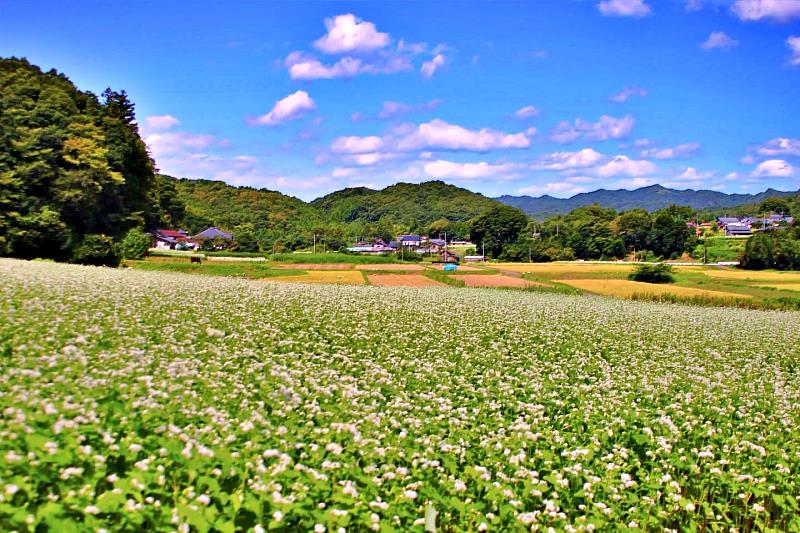 日本茨城縣常陸太田市推集章、解謎與優惠活動 推廣在地蕎麥文化
