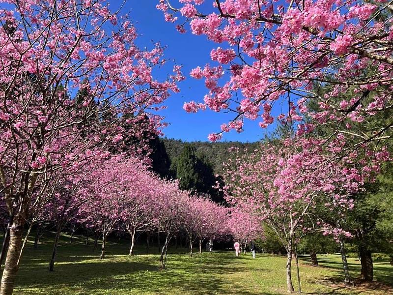 國立暨南國際大學校園，有如詩如畫的櫻花美景。
