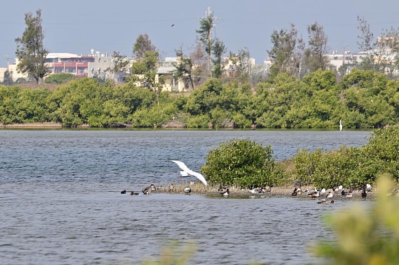 黑面琵鷺中毒獲救 嘉義縣跨單位救傷治療完成野放