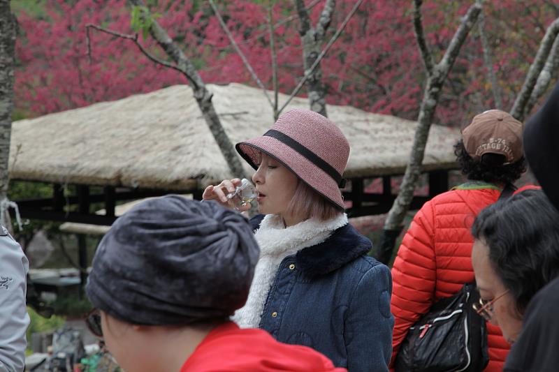 八仙山國家森林遊樂區櫻花茶席活動示意。（照片：林業及自然保育署臺中分署）