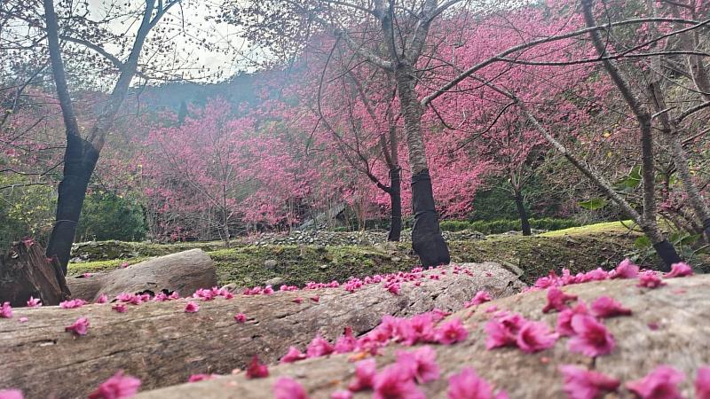 八仙山國家森林遊樂區往年於1月底2月初盛開。（照片：林業及自然保育署臺中分署）