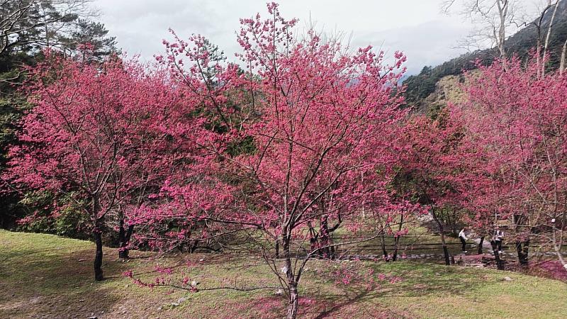 八仙山國家森林遊樂區櫻花季景色。（照片：林業及自然保育署臺中分署）