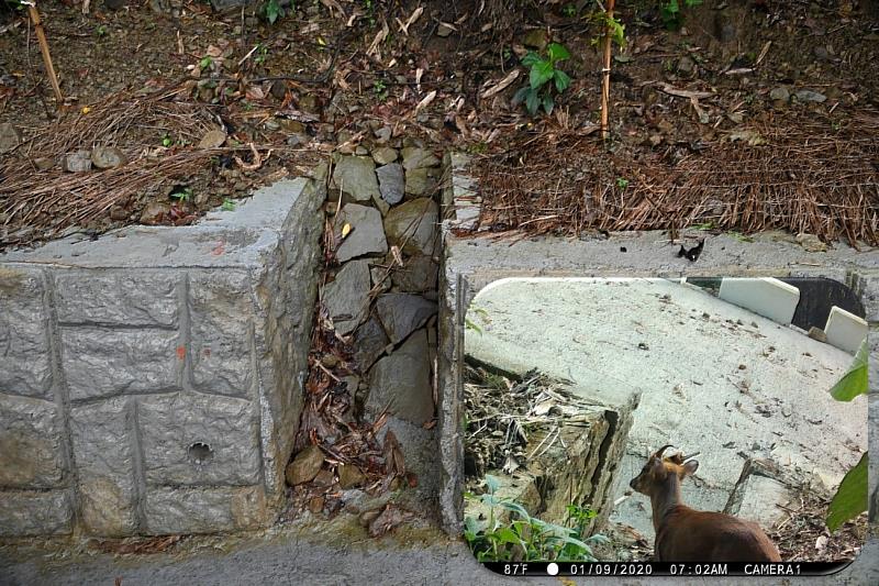 擋土牆中設置動物通道，維持生物廊道的連通性。